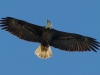 Bald-Eagle-1_edited-2