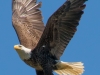 Bald Eagle #2a_edited-1