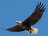 Bald Eagle #3_edited-1