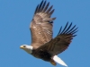 Bald Eagle #4_edited-1