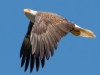 Bald Eagle #6_edited-1