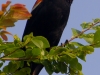 Baltimore Oriole Calling Out