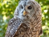 Barred-Owl-2025-09-13