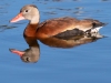 Black-Bellied-Whistling-Duck-2023-02-07