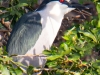 Black Crowned Night Heron #2_edited-1