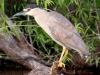 Black Crowned Night Heron_edited-1