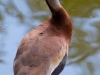 Black-bellied-Whistling-Duck-02-11-2022