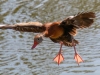 Black-bellied-Whistling-Duck-Ready-to-Land