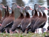 Black-bellied-Whistling-Ducks-02-11-2022