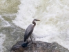 Blue Heron at Great Falls