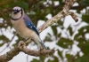 Blue Jay_edited-1.jpg