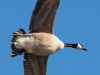 Canadian Goose in Flight