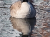 Canadian Goose with Reflection