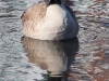 Canadian Goose with Reflection
