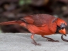 Cardinal with Worm #3