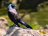 Common-Grackle_edited-1