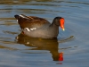 Common-Moorhen-2