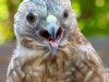Coopers-Hawk-2025-09-13