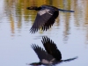 Cormorant-and-Reflection