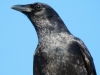 Crow