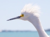Egret-04-08-2012
