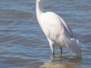 Egret-2024-02-07