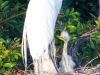 Egret & Chick