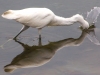 Egret-Fishing-2-01-27-2016_edited-1