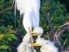 Egret & Three Chicks
