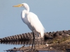 Egret-and-Alligator-2023-02-22