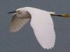 Egret-in-Flight-2_edited-1