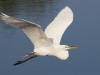 Egret in Flight #3