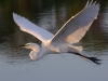 Egret in Flight #4.jpg