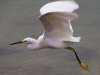 Egret in Flight_edited-1