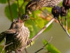 Feeding Time