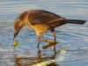 Feeding