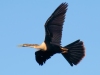 Female-Anhinga-2023-02-08