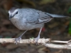 Gray Catbird