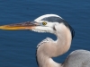 Great Blue Heron Portrait
