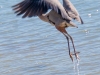 Great-Blue-Heron-Taking-Off