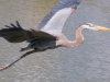 Great Blue Heron in Flight #3
