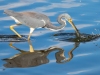 Great-Blue-Heron-with-Catch_edited-1