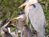 Great-Blue-Heron-with-Chicks