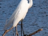 Great Egret #2_edited-1