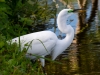 Great Egret #3_edited-1