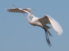 Great Egret Heading to the Nest