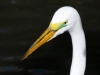 Great-Egret