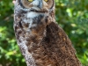 Great-Horned-Owl-2025-09-13-2