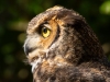 Great-Horned-Owl-2025-09-13-4