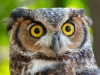 Great-Horned-Owl-2025-09-13